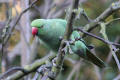 Ring-necked Parakeet