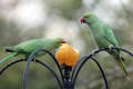 Ring-necked Parakeet