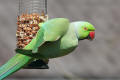 Ring-necked Parakeet