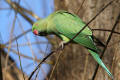 Ring-necked Parakeet