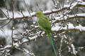 Ring-necked Parakeet