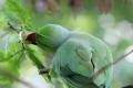 Ring-necked Parakeet