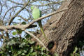 Ring-necked Parakeet