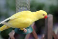 Ring-necked Parakeet