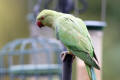 Ring-necked Parakeet