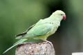 Ring-necked Parakeet