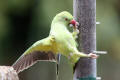 Ring-necked Parakeet