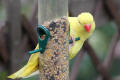 Ring-necked Parakeet