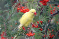 Yellow Ring-necked Parakeet