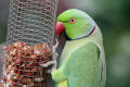 Ring-necked Parakeet