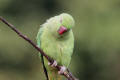 Ring-necked Parakeet