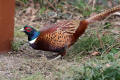 Pheasant