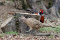 Pheasant