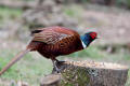 Pheasant