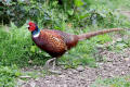 Pheasant image from gardenbirdwatching.com