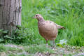 Pheasant