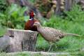 Pheasant