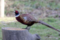 Pheasant