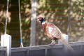 Pheasant