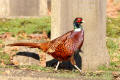 Pheasant