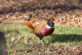 Pheasant