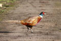 Pheasant