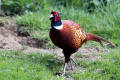 Pheasant