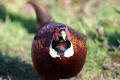 Pheasant