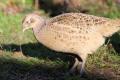 Pheasant image from gardenbirdwatching.com