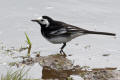 Pied Wagtail