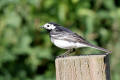 Pied Wagtail