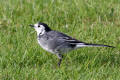 Pied Wagtail