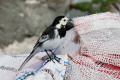 Pied Wagtail