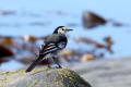 Pied Wagtail