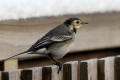 Pied Wagtail