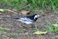 Pied Wagtail