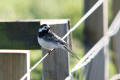 Pied Wagtail