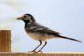 Pied Wagtail