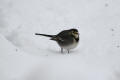 Pied Wagtail