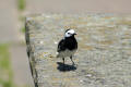 Pied Wagtail