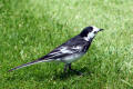 Pied Wagtail