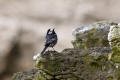 Pied Wagtail