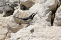 Pied Wagtail