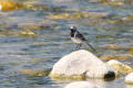 Pied Wagtail