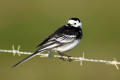 Pied Wagtail image from gardenbirdwatching.com