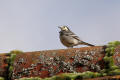 Pied Wagtail