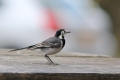 Pied Wagtail