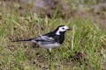 Pied Wagtail