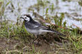 Pied Wagtail