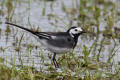 Pied Wagtail